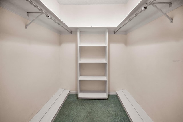 walk in closet featuring carpet floors