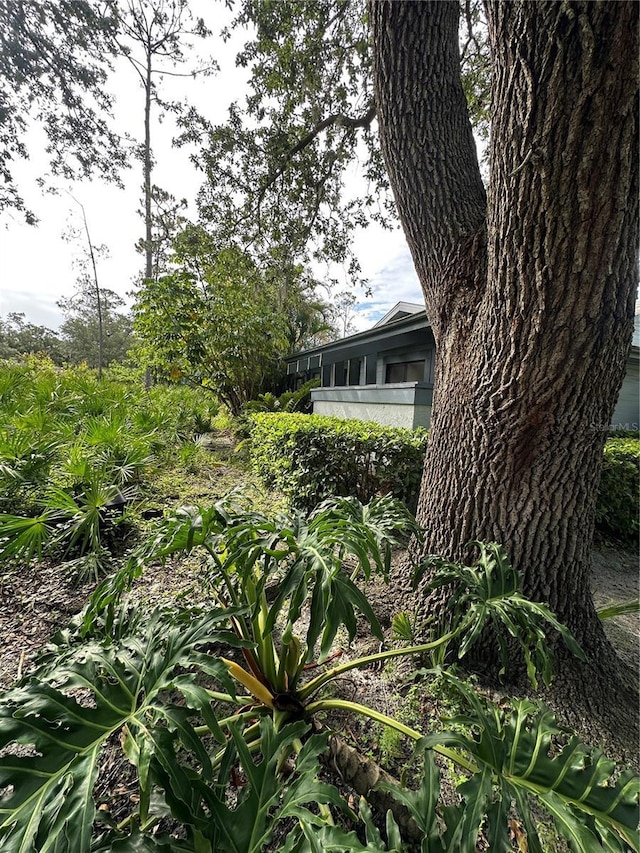 135 Pinewinds Blvd, Oldsmar, FL 34677 - view of yard