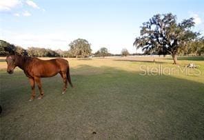 Arabian Way, Dade City, FL 33523