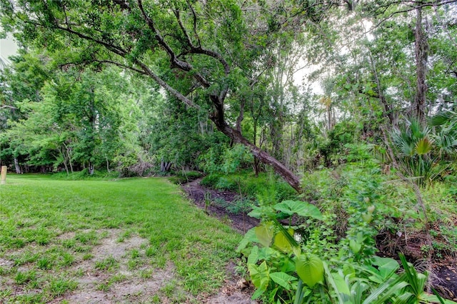 2913 Fig Ct, Palm Harbor, FL 34684 - view of grassy yard