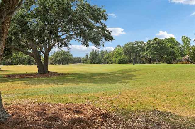 330 Woods Landing Trl, Oldsmar, FL 34677 - view of grassy yard with view of wooded area and golf course view
