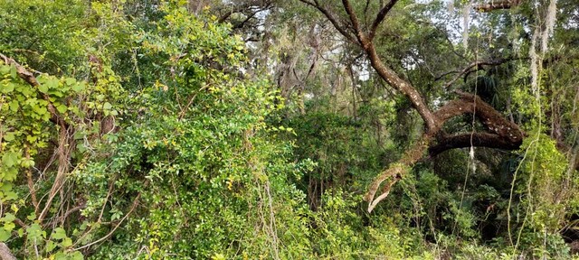 63 N Sheltering Oaks Dr, Inverness, FL 34453