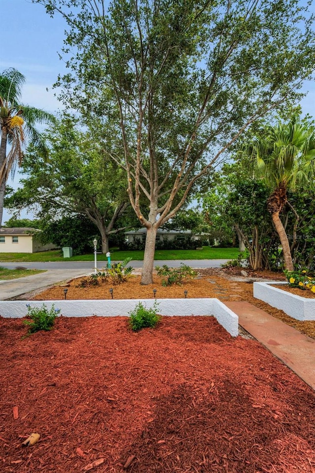 2485 Indigo Dr, Clearwater, FL 33763 - view of yard