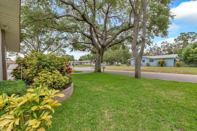 1666 Souvenir Dr, Clearwater, FL 33755 - view of grassy yard