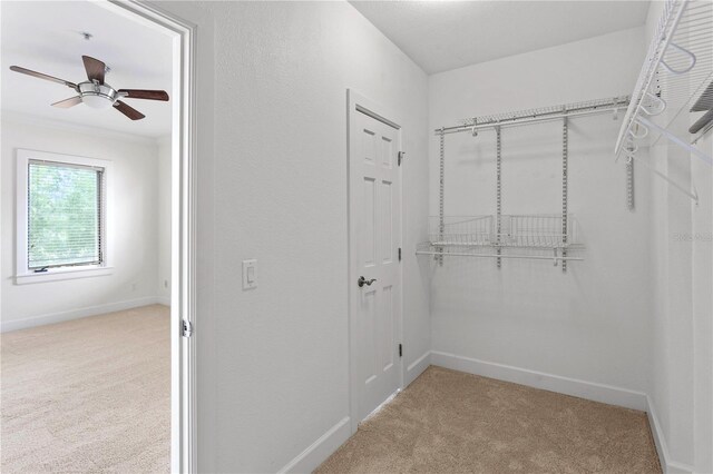 512 S Glen Ave, Tampa, FL 33609 - walk in closet featuring light colored carpet and a ceiling fan