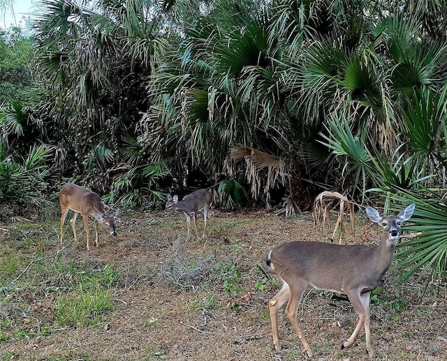 700 Bowsprit Pl, Palm Harbor, FL 34685 - view of nature
