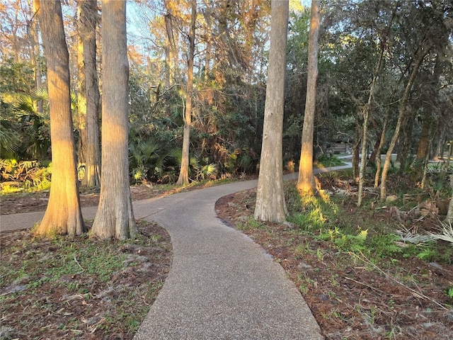 700 Bowsprit Pl, Palm Harbor, FL 34685 - view of community
