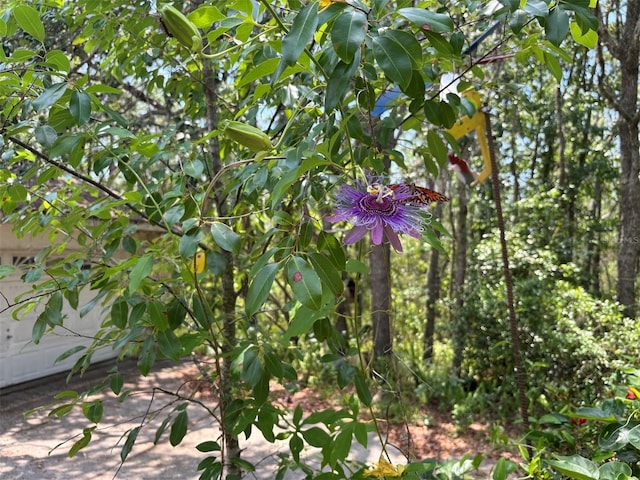 2995 N Bravo Dr, Beverly Hills, FL 34465 - view of undeveloped land