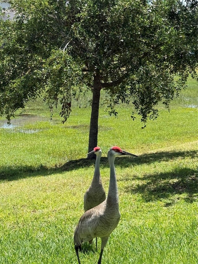 764 W Bayshore Dr, Tarpon Springs, FL 34689 - view of property's community featuring a lawn