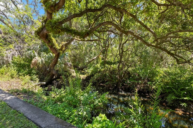 2033 Arbor Dr, Clearwater, FL 33760 - view of woods