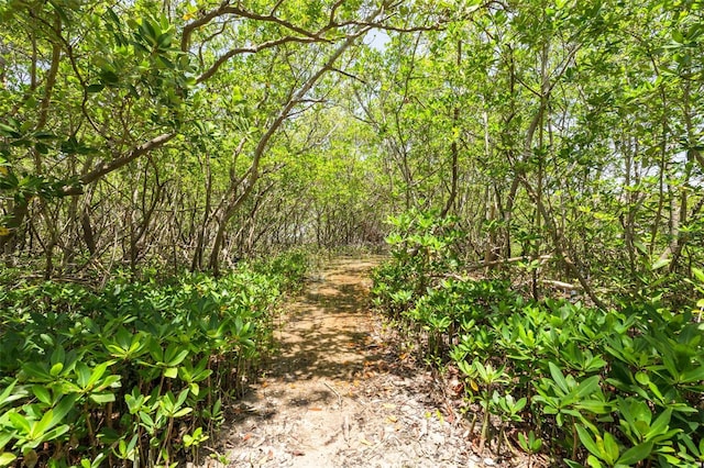 7050 Sunset Dr S Unit 1401, South Pasadena, FL 33707 - view of woods