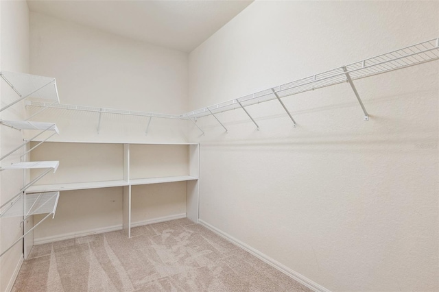 spacious closet featuring carpet