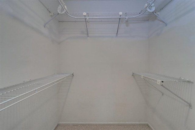 3053 Gregor Ct, Palm Harbor, FL 34684 - walk in closet featuring carpet floors