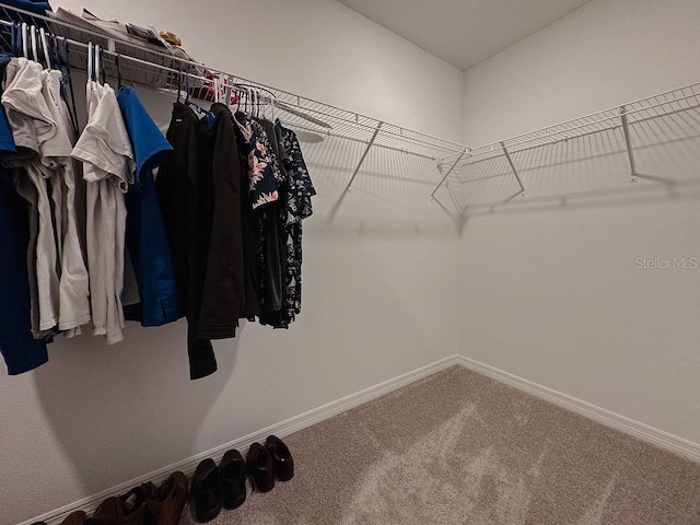 6444 Bar S Bar Trl, Zephyrhills, FL 33541 - spacious closet with carpet