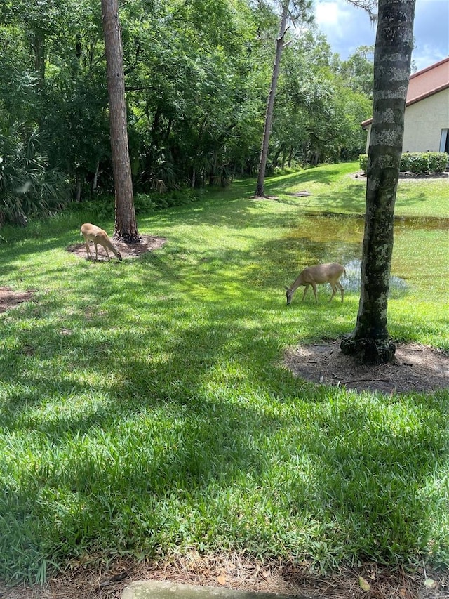 1801 E Lake Rd Unit 3A, Palm Harbor, FL 34685 - view of grassy yard