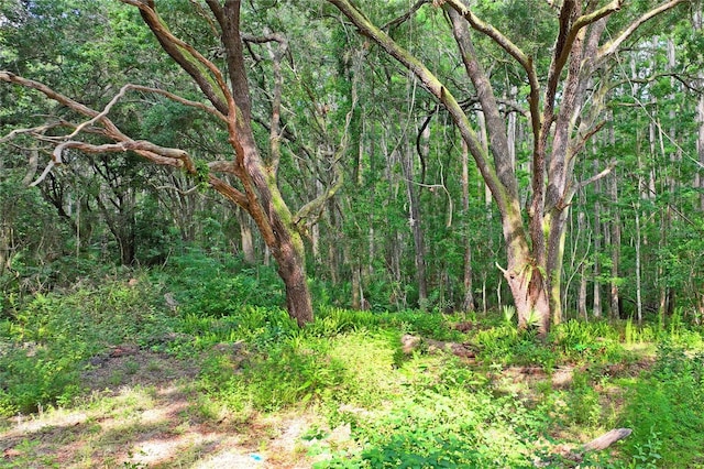 8828 Jasmine Blvd, Port Richey, FL 34668 - view of woods