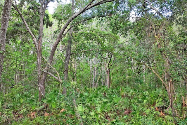 8828 Jasmine Blvd, Port Richey, FL 34668 - view of tree filled area