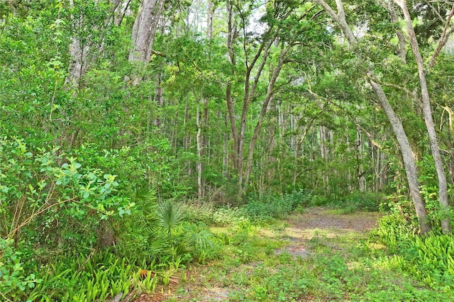 8828 Jasmine Blvd, Port Richey, FL 34668 - view of tree filled area