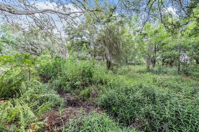 3542 Castle Dr, Zephyrhills, FL 33540 - view of nature