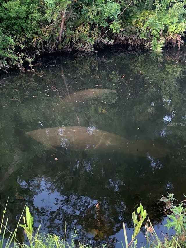 5332 Riverwalk Preserve Dr, New Port Richey, FL 34653 - view of undeveloped land