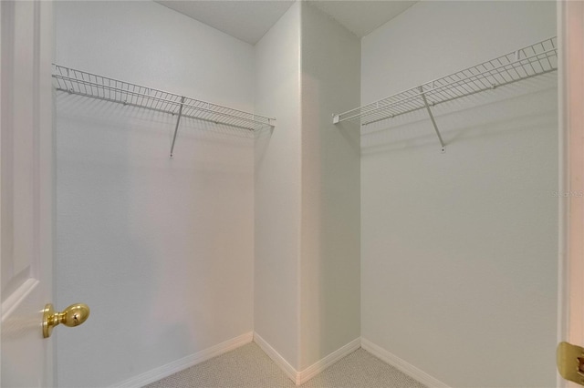spacious closet featuring carpet flooring