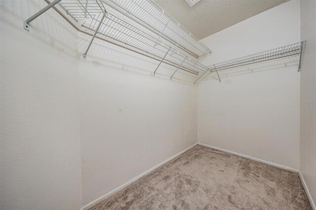 2355 Bentley Dr, Palm Harbor, FL 34684 - walk in closet with carpet floors