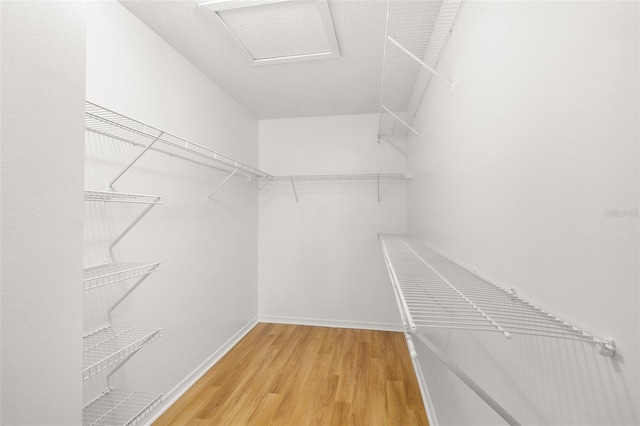 9721 Fredericksburg Rd, Tampa, FL 33635 - walk in closet with light wood-style flooring and attic access