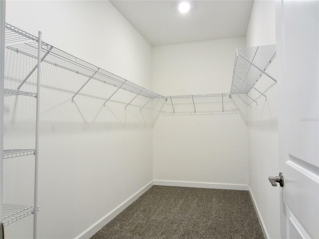24815 Lambrusco Loop, Lutz, FL 33559 - walk in closet featuring carpet floors
