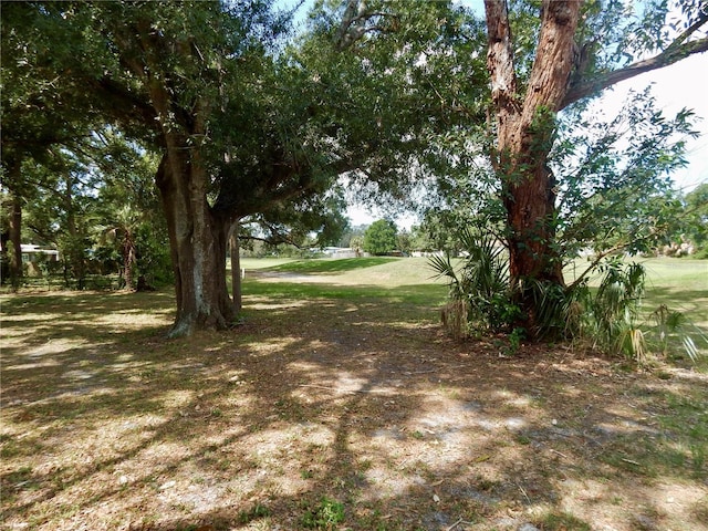 10308 Fore Dr, Tampa, FL 33612 - view of green lawn