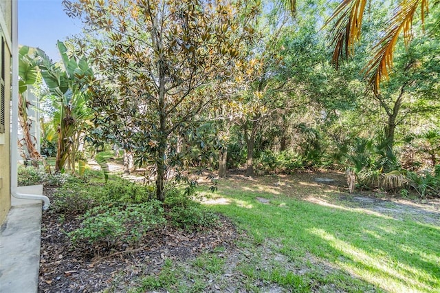 6736 Breezy Palm Dr, Riverview, FL 33578 - view of grassy yard