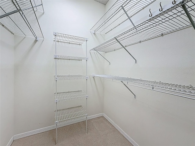 2973 Spring Oak Ct, Palm Harbor, FL 34684 - walk in closet with light colored carpet