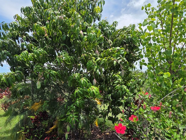 1521 Sourwood Dr, Ocoee, FL 34761 - view of nature