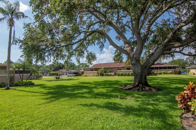 2444 Laurelwood Dr Unit A, Clearwater, FL 33763 - view of green lawn