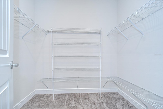 6119 Bradford Woods Dr, Zephyrhills, FL 33542 - walk in closet with carpet flooring