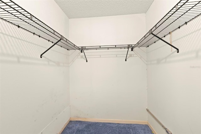 56 Bay Woods Dr, Safety Harbor, FL 34695 - walk in closet with carpet flooring