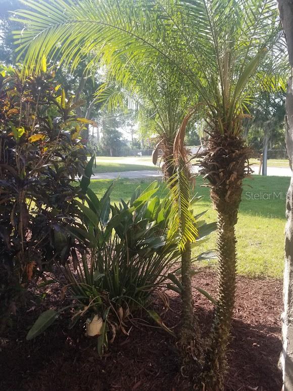 1841 Georgia Ave, Palm Harbor, FL 34683 - view of green lawn