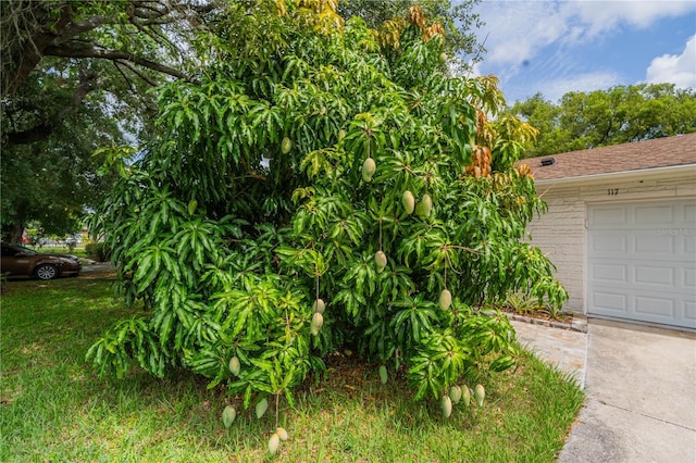 117 Connie Ave, Tampa, FL 33613 - view of yard with driveway