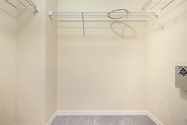 31215 Flannery Ct, Wesley Chapel, FL 33543 - walk in closet featuring carpet flooring