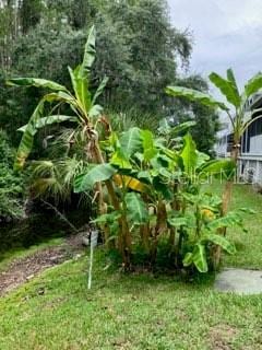 2015 Vista Del Sol Unit 108, Lutz, FL 33558 - view of yard