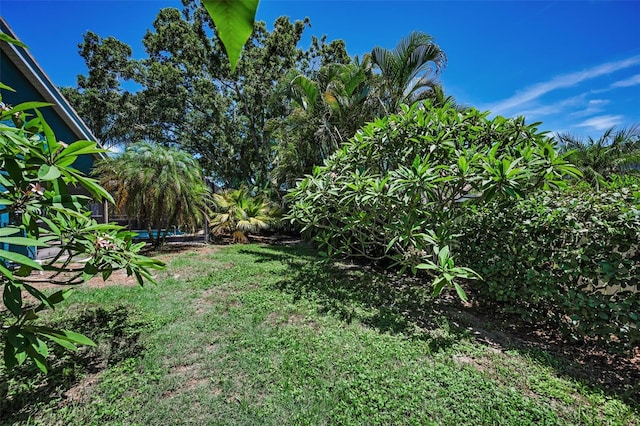 2459 Parkstream Ave, Clearwater, FL 33759 - view of green lawn