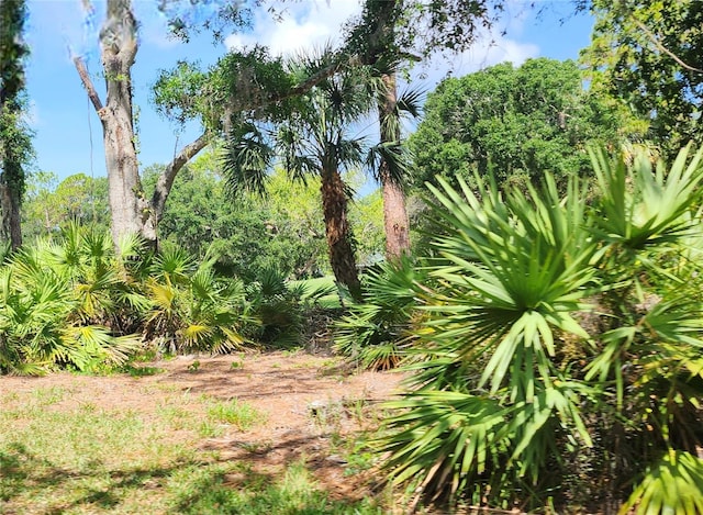 70 Morning Dove Pl, Oldsmar, FL 34677 - view of undeveloped land