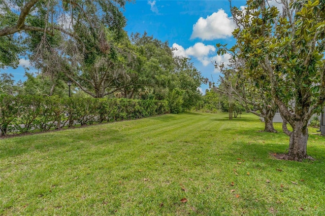 1401 Camelot Ct, Palm Harbor, FL 34684 - view of green lawn with view of wooded area