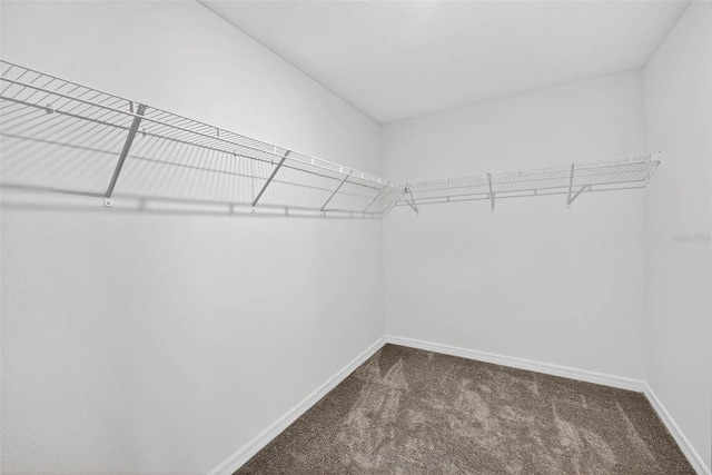 36618 Garden Wall Way, Zephyrhills, FL 33541 - spacious closet with carpet floors