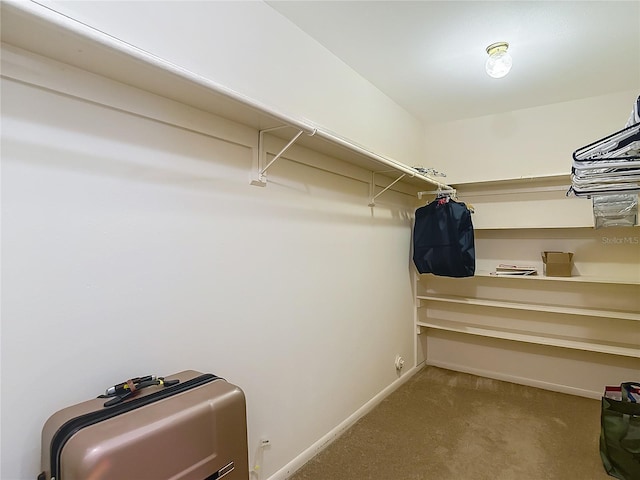 1906 White Cedar Way, Brandon, FL 33511 - walk in closet with carpet flooring