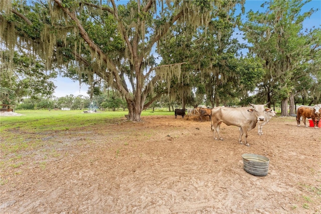 9819 Allen Rd, Lithia, FL 33547 - view of yard