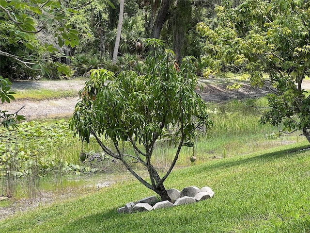 1247 Gentilly Ln, Wesley Chapel, FL 33544 - view of yard