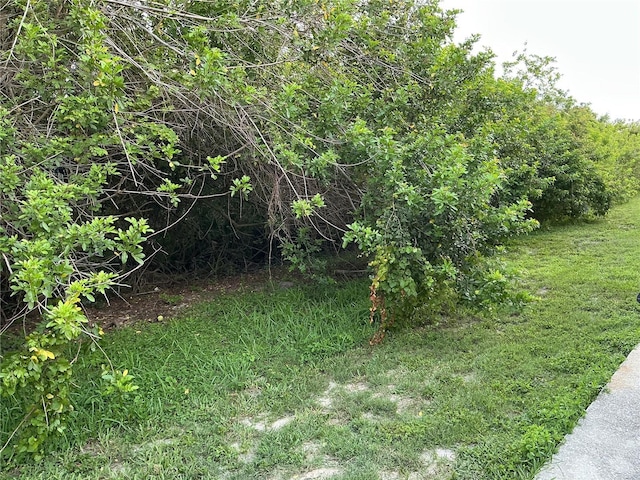 6252 Olivedale Dr, Riverview, FL 33578 - view of local wilderness
