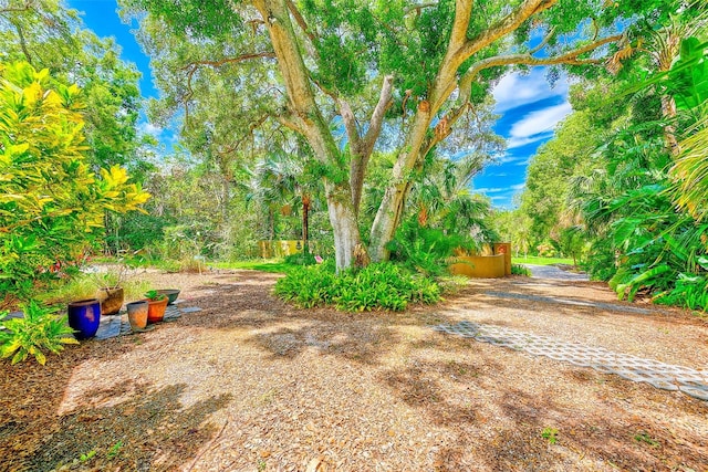 1578 Druid Rd S, Belleair, FL 33756 - view of yard