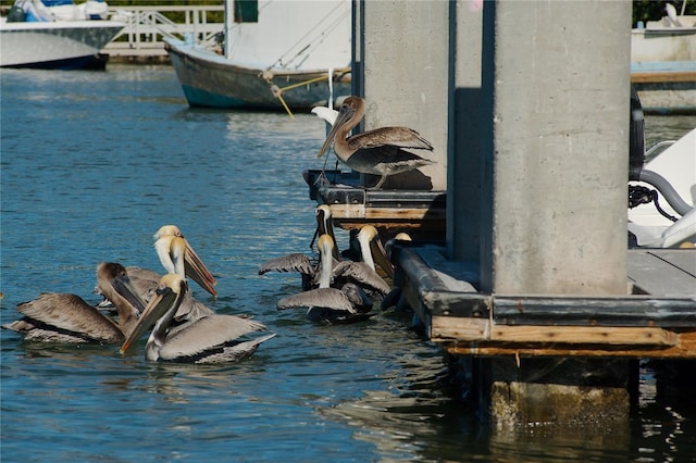 3944 49th Ave S, Saint Petersburg, FL 33711 - dock area with a water view