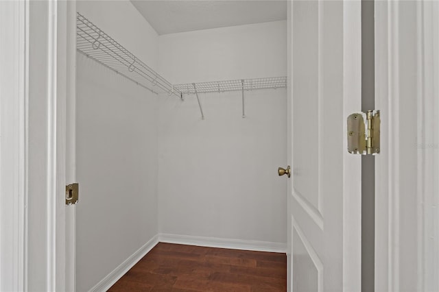 19206 Ivy Oak Way, Tampa, FL 33647 - walk in closet featuring dark wood finished floors